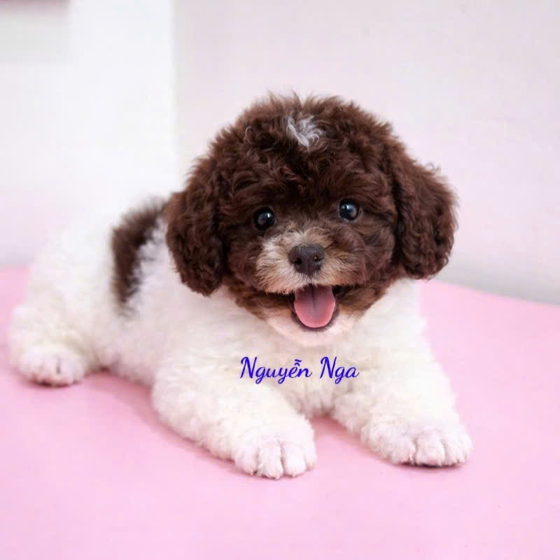 Chó Poodle - BS 18890